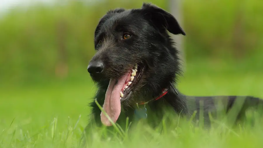 Unique profile photo of a black dog suitable for cyberspace 