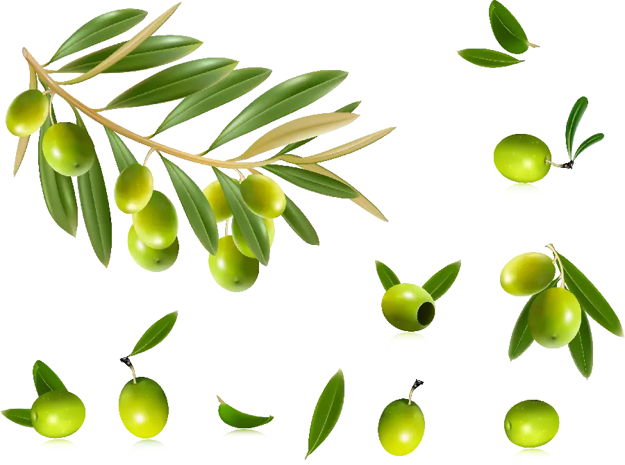 Olive PNG Images for Creative Designs
