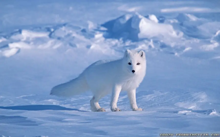 Background photo for computer of the Arctic Fox