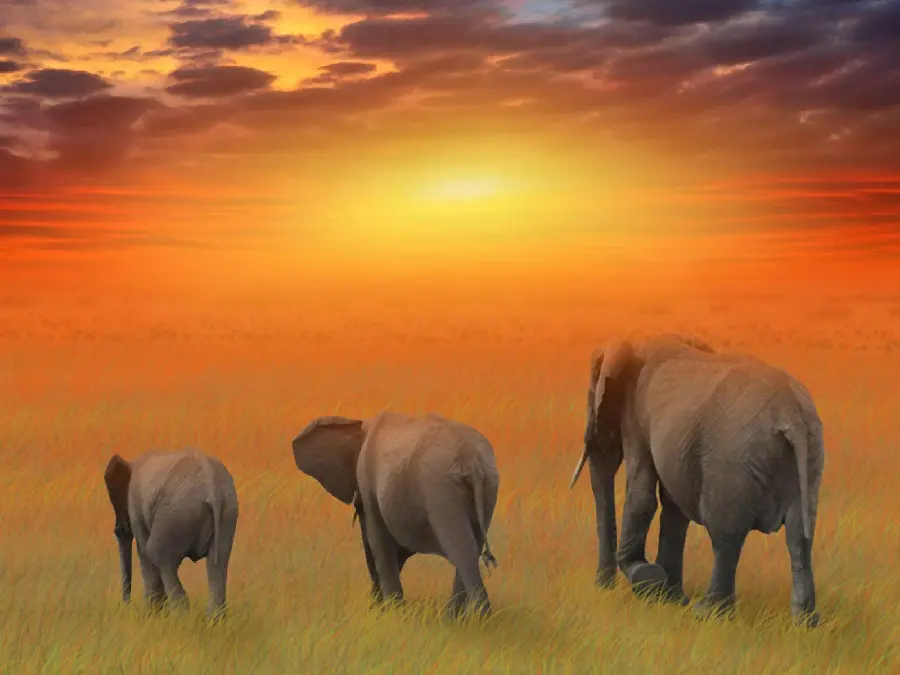 Download the mobile background of beautiful nature and the elephant family 