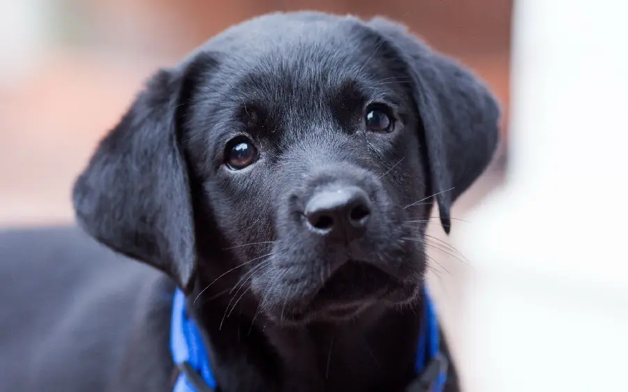 Black Labrador Retriever profile photo with a blurred background