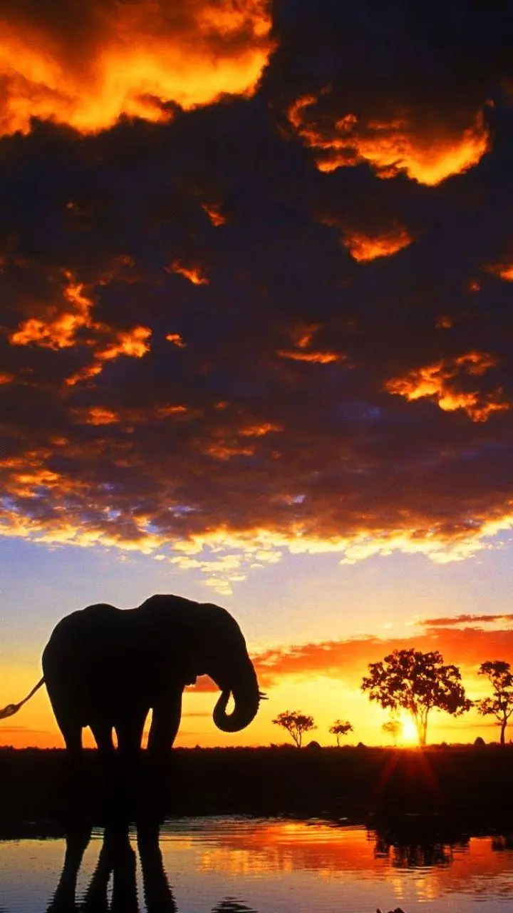 The most beautiful stock photo of an elephant at sunset with quality for wallpaper and profile