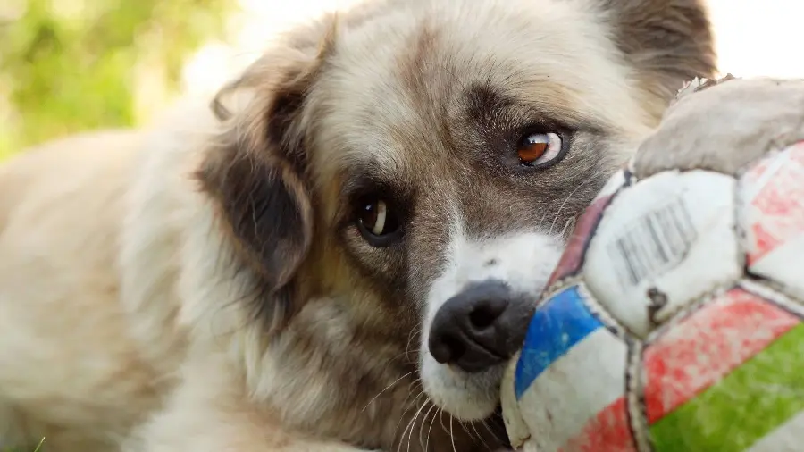 High quality desktop background image of a dog ID
