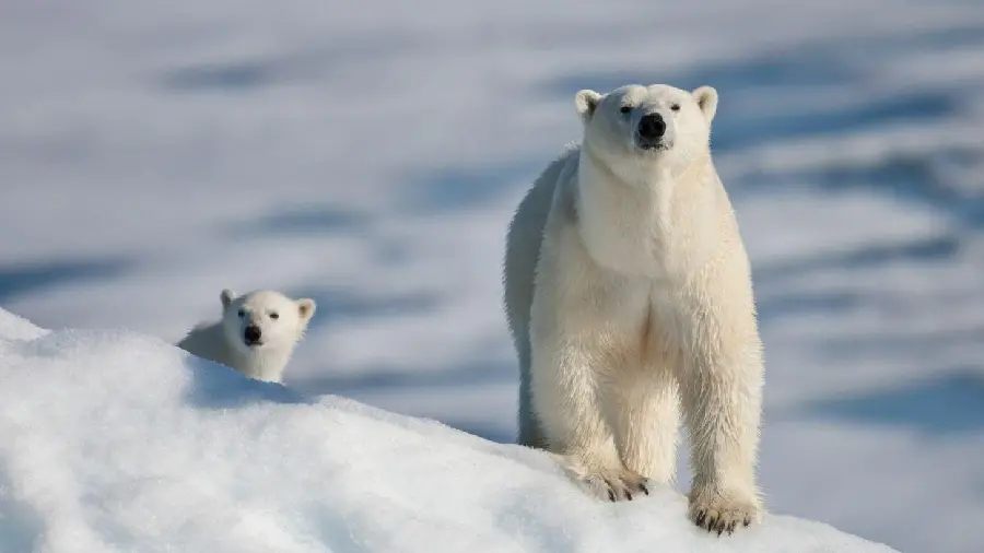 Attractive photo of a polar bear cub with a blurred background and folio