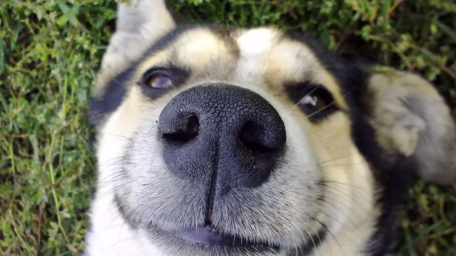 4K Husky Dog Funny Face Profile Picture for Social Media