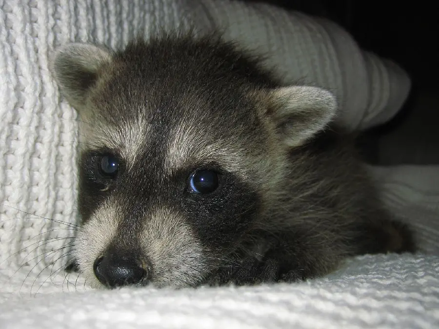Very beautiful wallpaper of baby raccoon for desktop