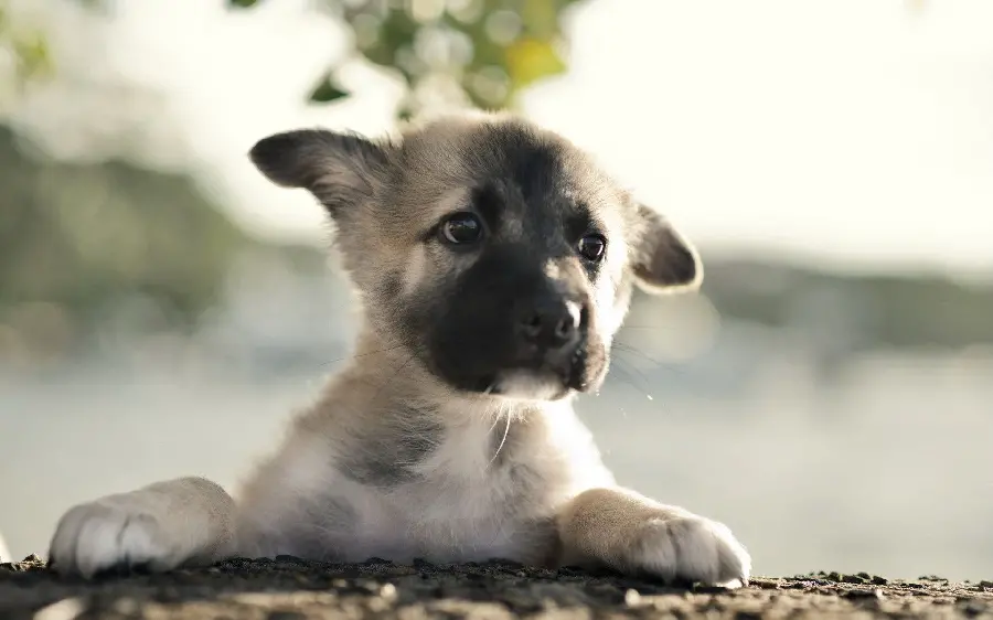 Akita puppy wallpaper for desktop background