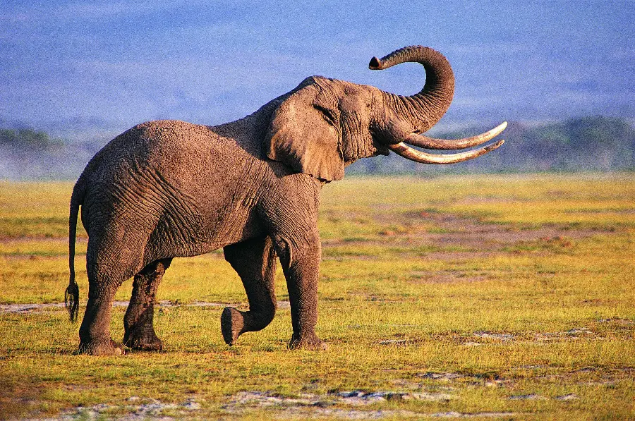Download a cute and funny stock photo of a baby elephant walking in 4k quality