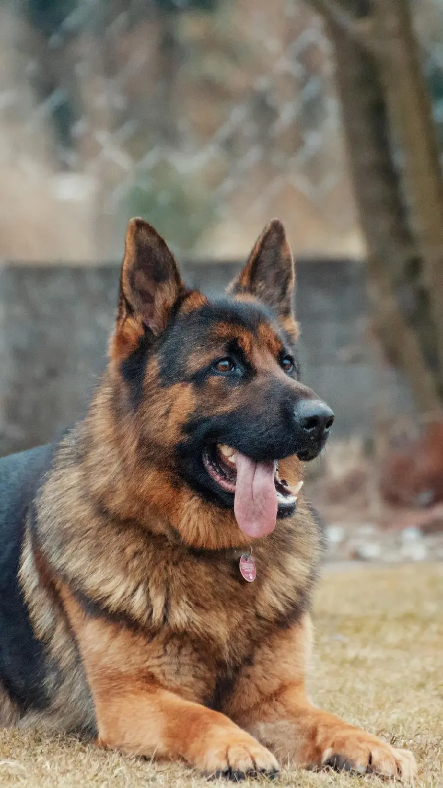 Special wallpaper for iPhone of a pure and beautiful German Shepherd