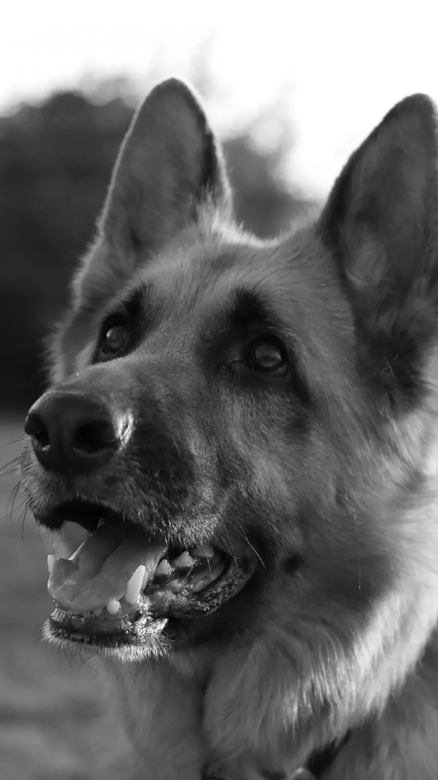 Black and white German Shepherd background photo for iPhone