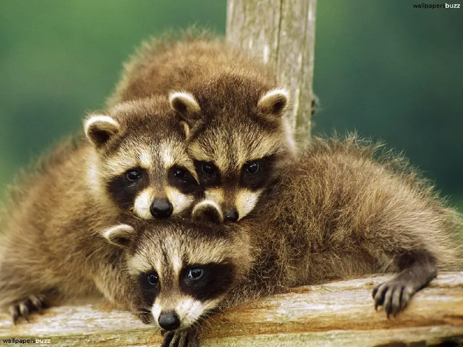 High quality wallpaper for Desktop and Laptop of Cute Baby Raccoons