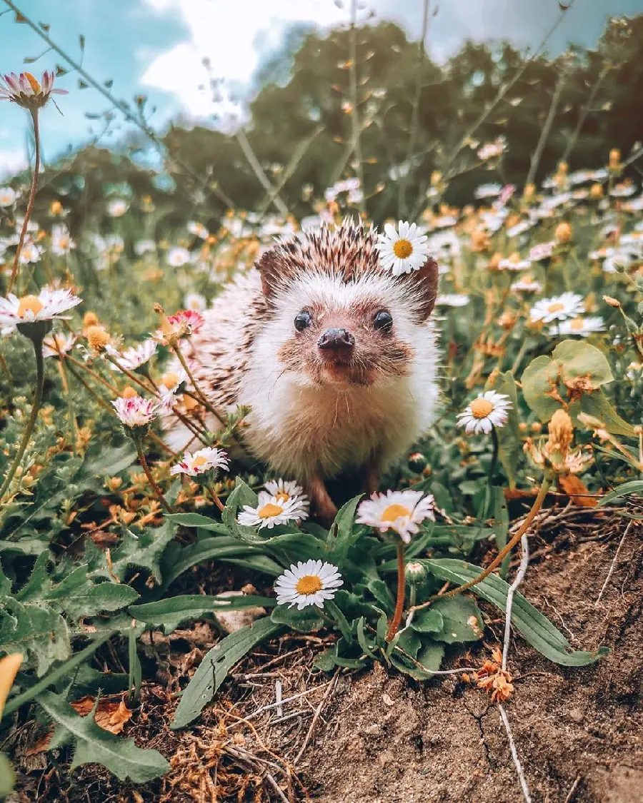 A very beautiful image of a baby hedgehog for printing a picture