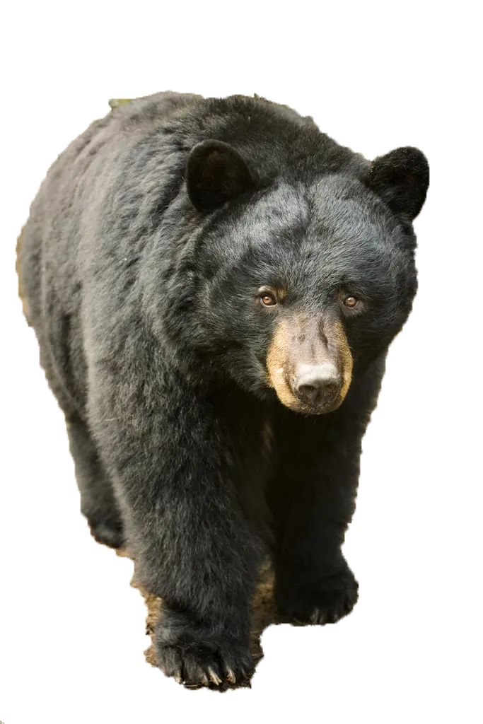 Downloaded Profile Picture of California Black Bear PNG