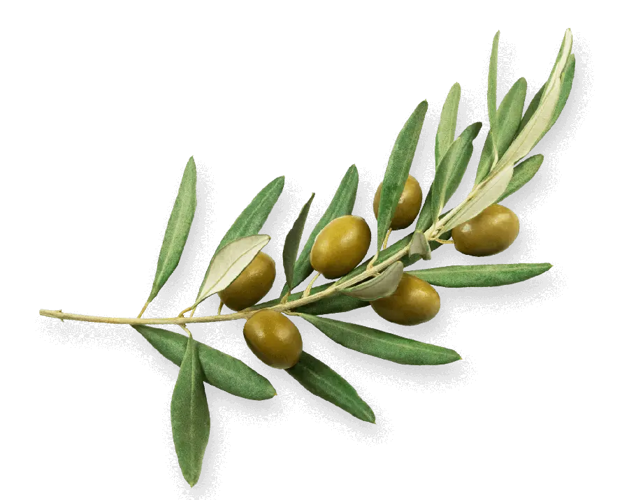 Download Olive PNG Images for Making Advertising Posters