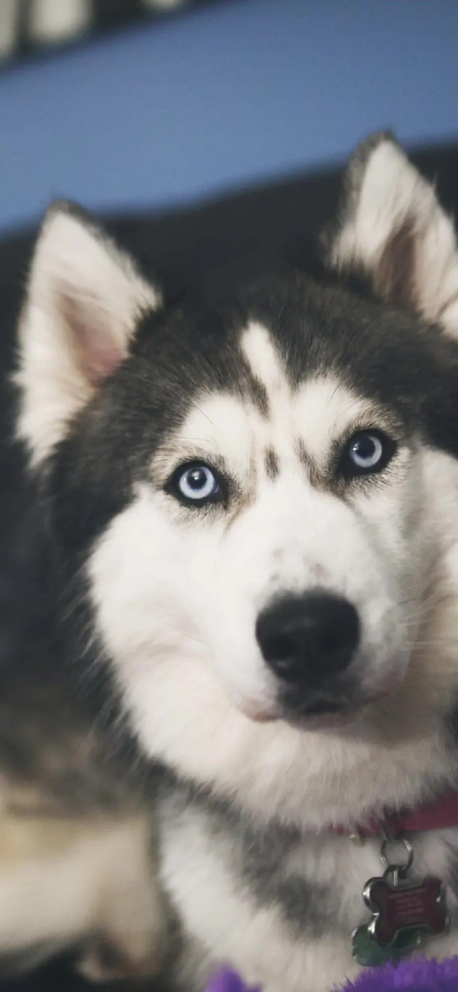 Photo of the beautiful and popular Husky dog ​​suitable for iPhone 