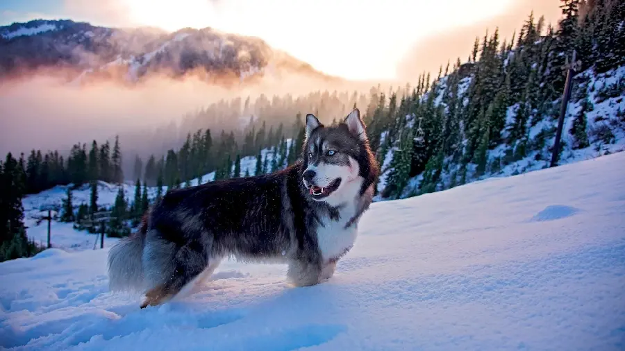 Red Husky Background Image for Lovers of this Lovely Breed