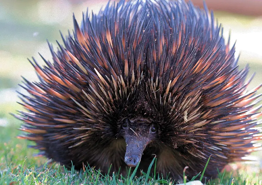 Anteater or Spiny Anteater or Echidna