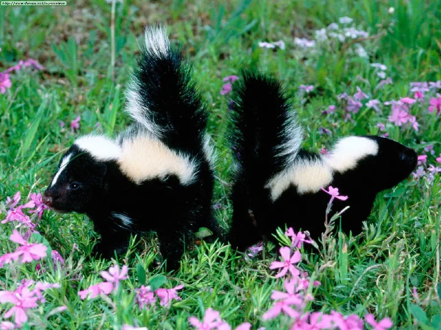 Cute American Googly Weasel Baby Background