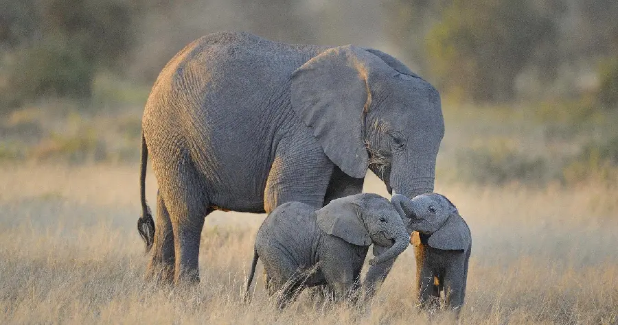 A beautiful image of two elephants next to each other in 4k quality for mobile backgrounds