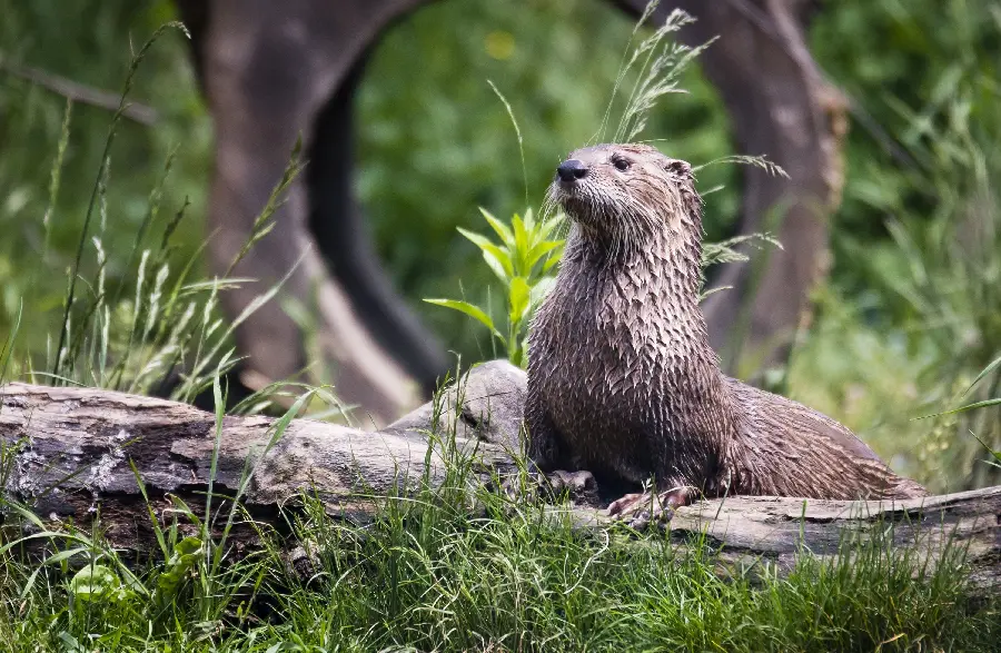 High quality background of a North American river otter