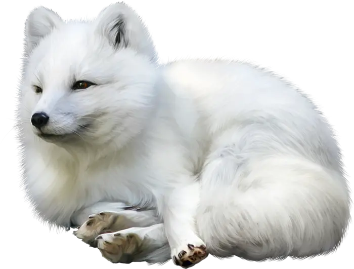 Real Fox Background Image Without Background PNG