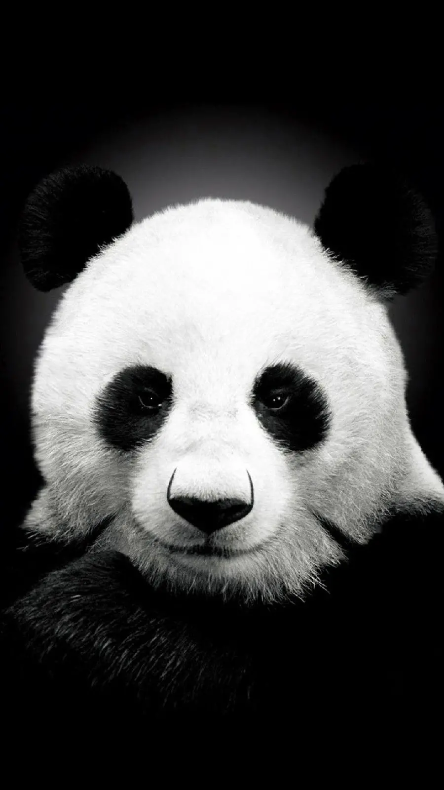 The Most Interesting Black and White Panda Theme Wallpaper for iPhone 