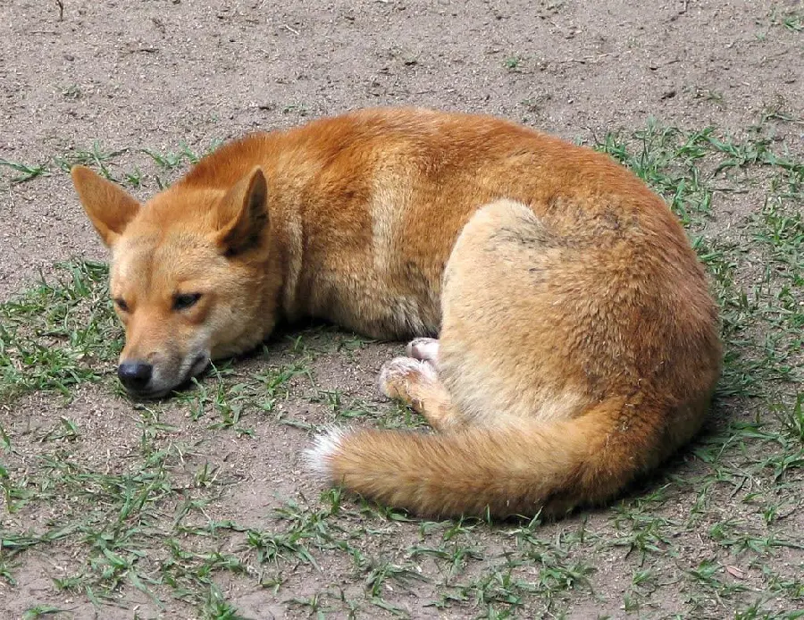 A beautiful picture of the dingo or Australian wild dog for painting inspiration
