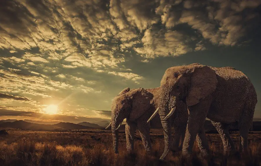A gathering of several elephants in the grasslands of the African plains at sunrise