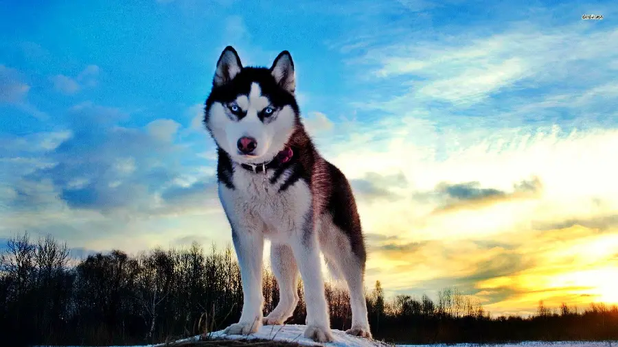 A very beautiful picture of a husky with a dreamy sunset background