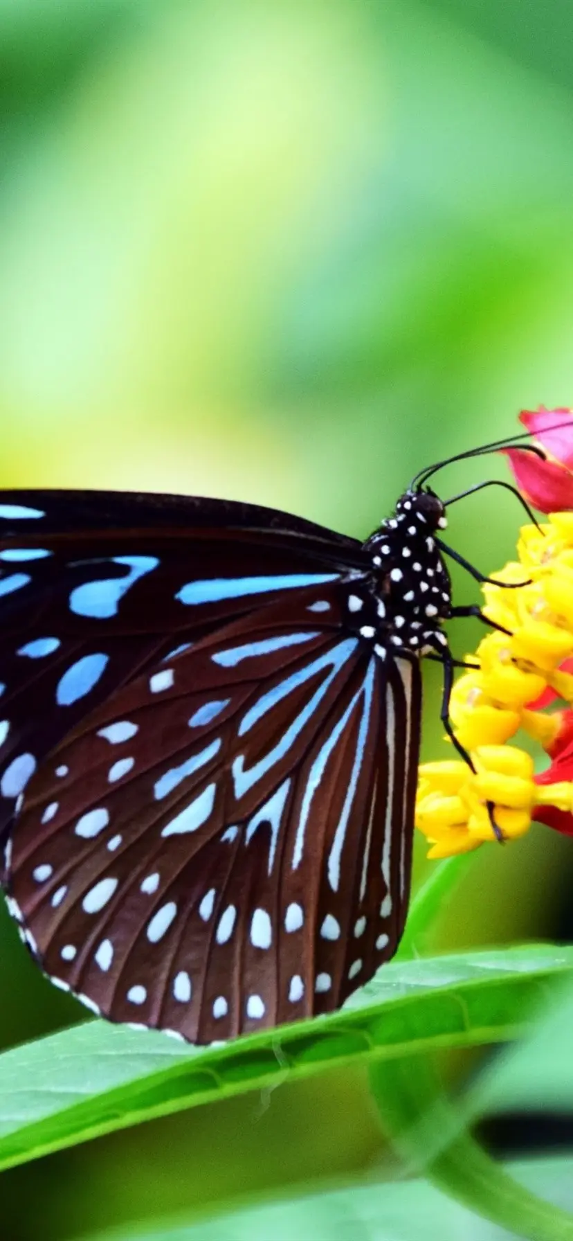 Close-up Photo of Spotted Butterfly for Profile and iPhone