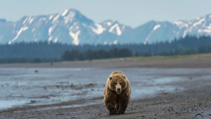 Image with quality of a grizzly bear for the profile of wildlife enthusiasts