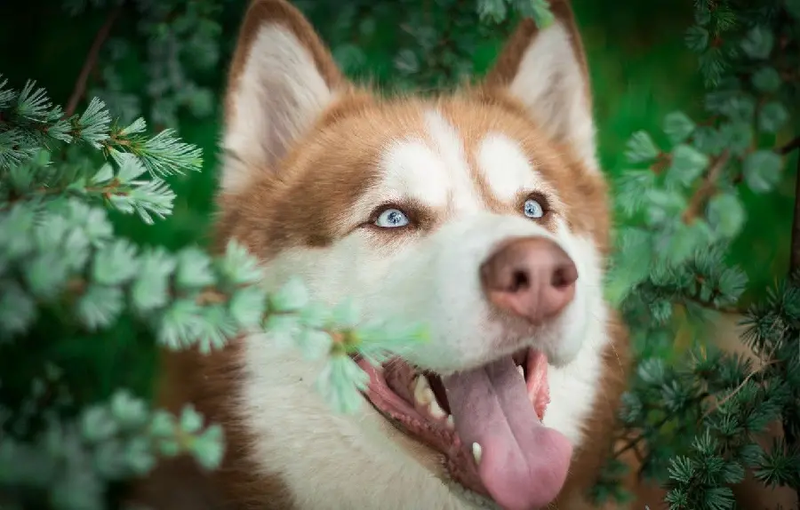 Attractive Red Husky Wallpaper Among Green Leaves