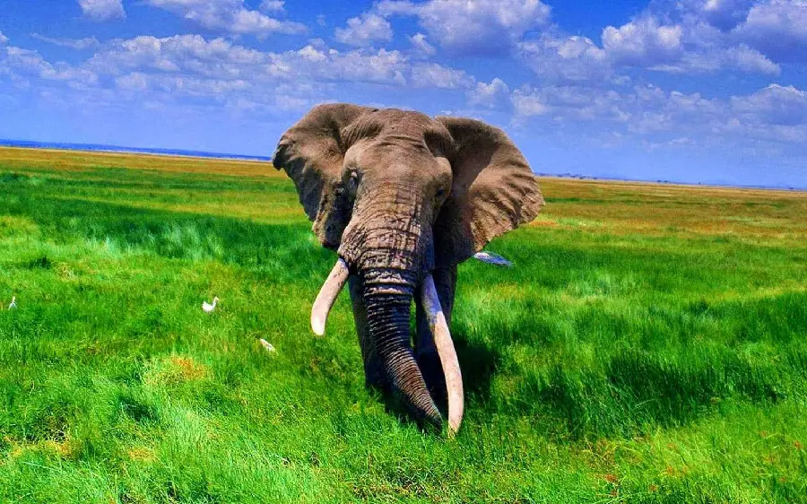 Beautiful stock photo of a movie in nature and lush meadows
