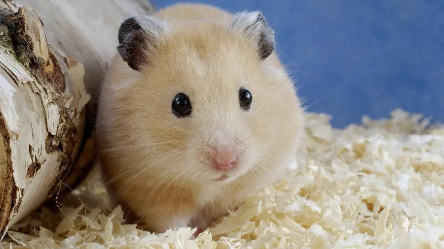 Funny golden hamster