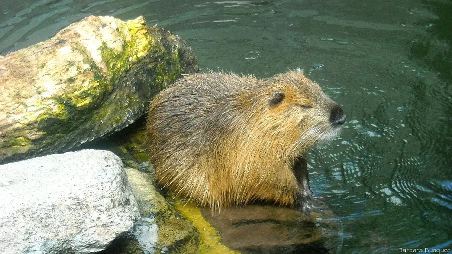 Best possible quality beaver stock image from essence