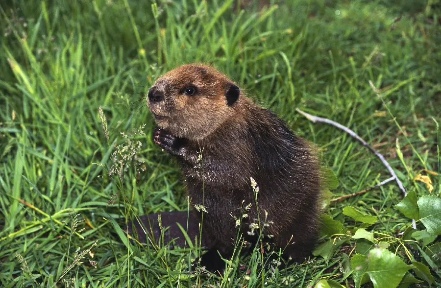 Stunning stock photo of a water dog in the middle of the grassland