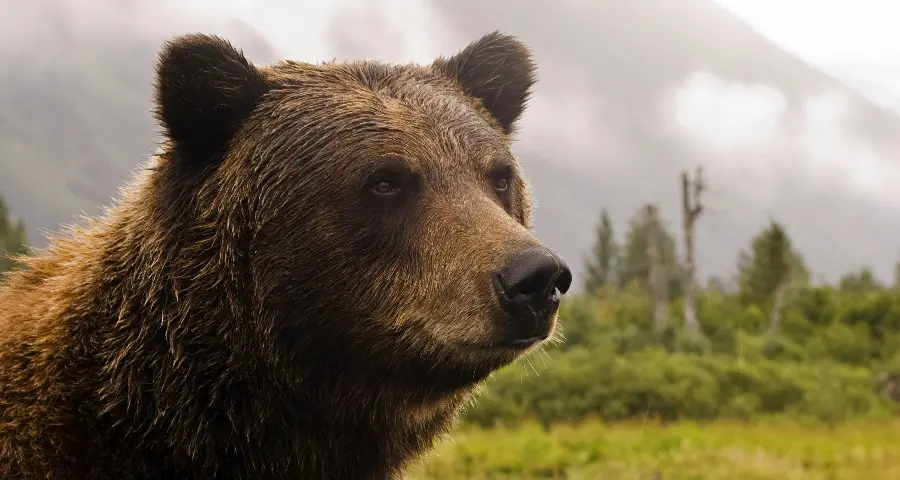 HD quality wallpaper of a brown bear with a forest and trees background