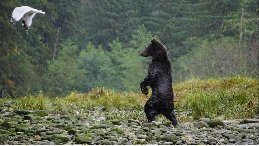 Black Bear Stock Photo Standing with a Background of a Dense Forest HD