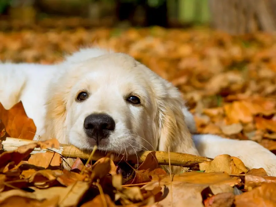 Desktop background of a golden retriever dog among autumn leaves