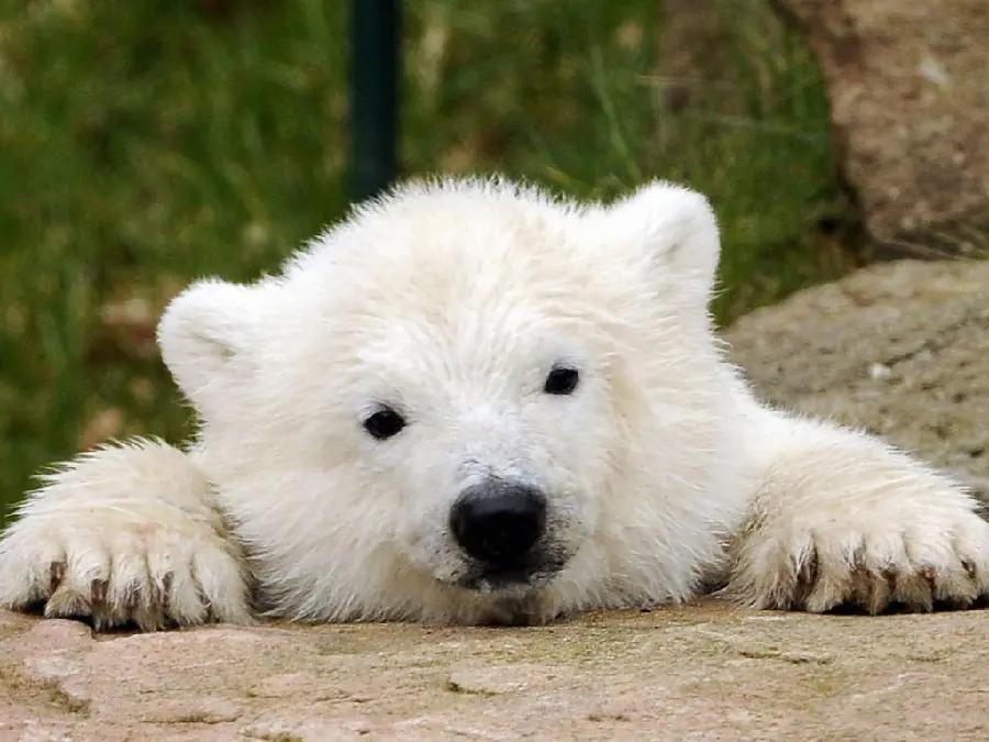 Stock image of a baby polar bear with excellent FULL HD quality