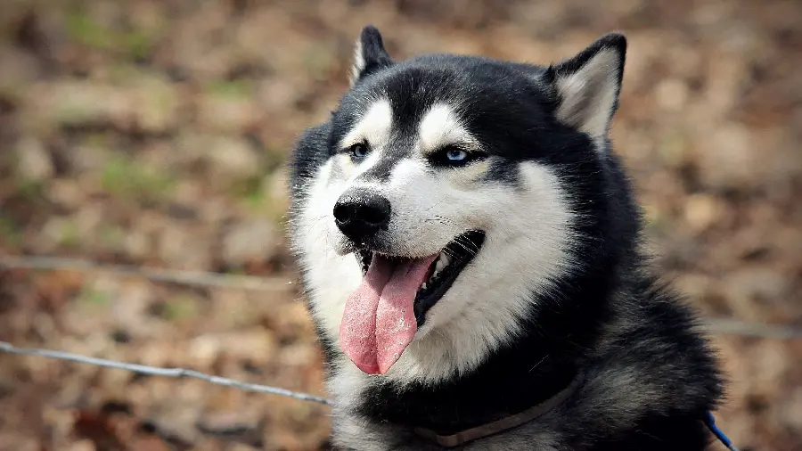 Husky background photo for monitor wallpaper with special quality
