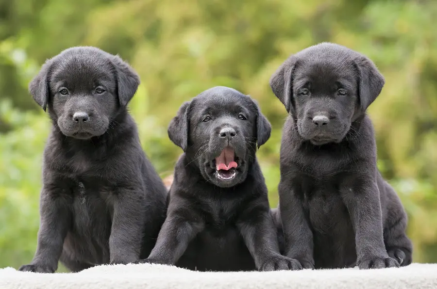 High Quality Photo of Cute Black Labrador Retriever Puppies