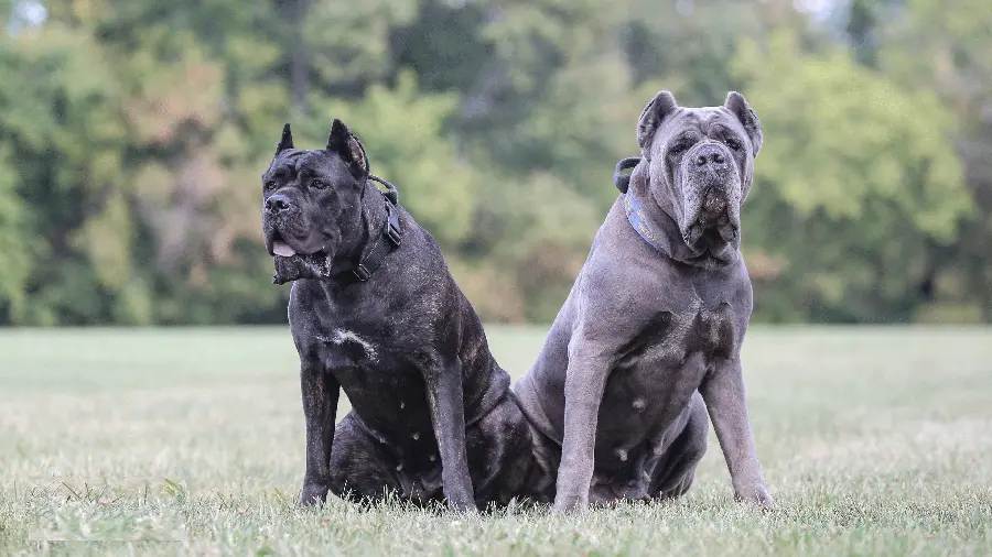 4K quality photo of the famous and large black Cane Corso dog breed