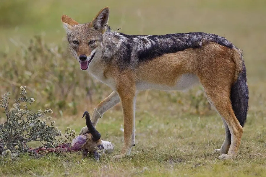 Background Jackal eating hunted meat 