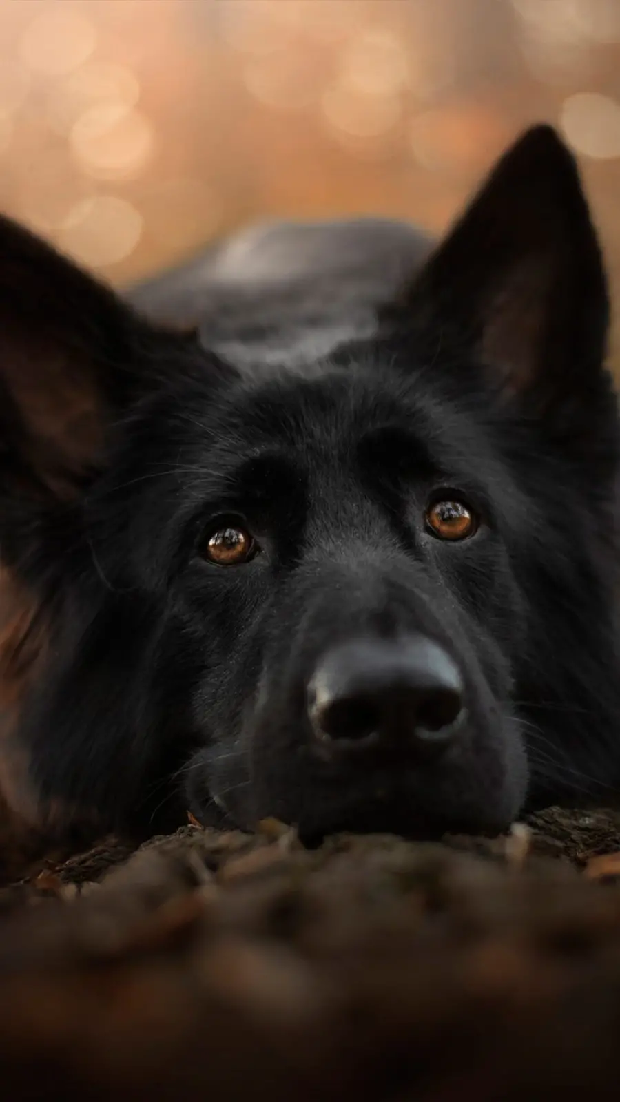 Cool iPhone Background with Black German Shepherd Dog Design