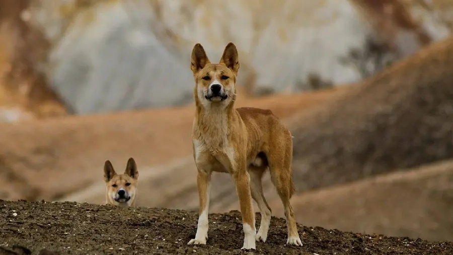 Background image for Australian Wild Dog documentary pages