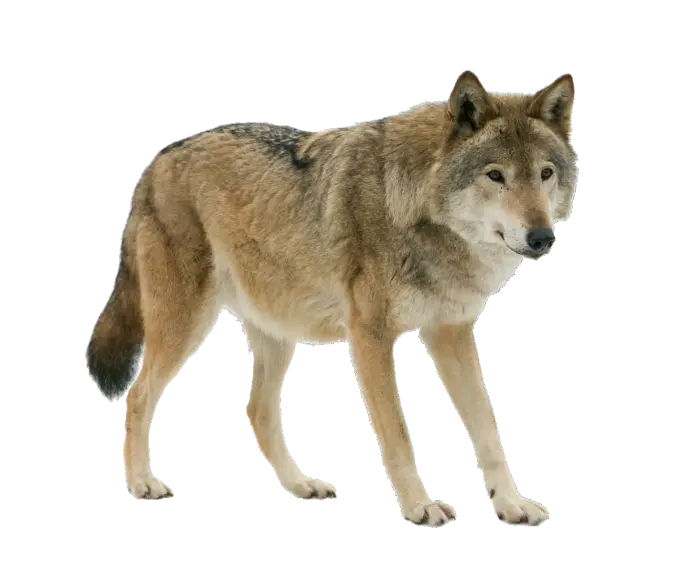 Download high quality real wolf image for WhatsApp profile PNG