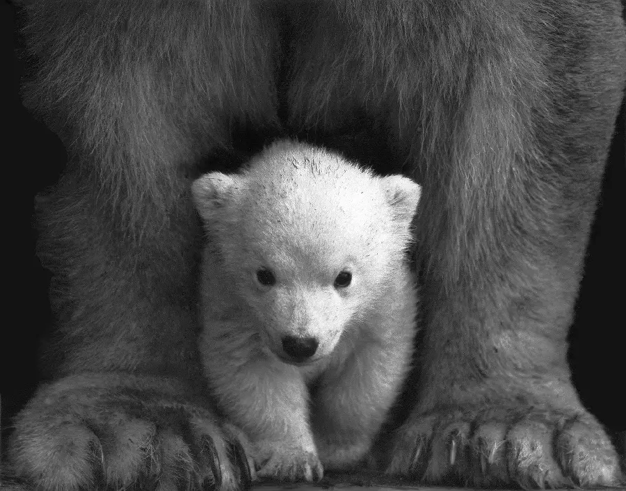 Emotional photo of a baby polar bear between its mother's big legs