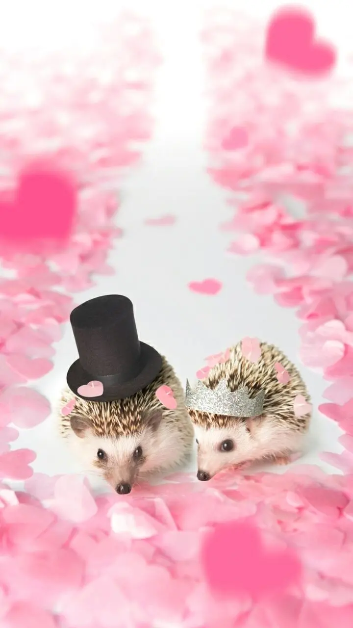 Image for Android phone background with hedgehog bride and groom design