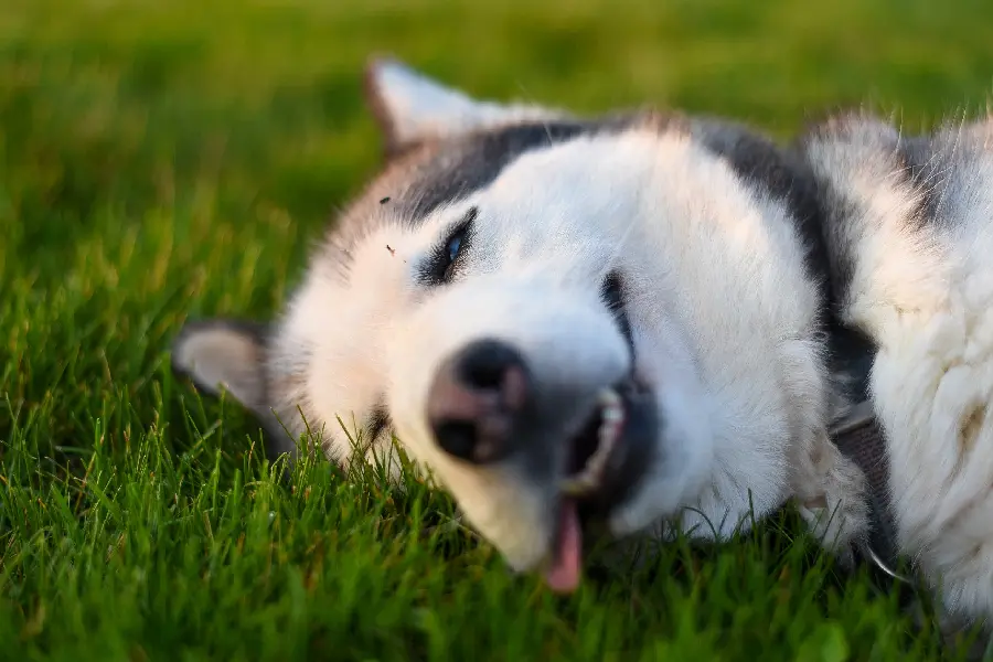 Download high quality Husky photo for Instagram profile 